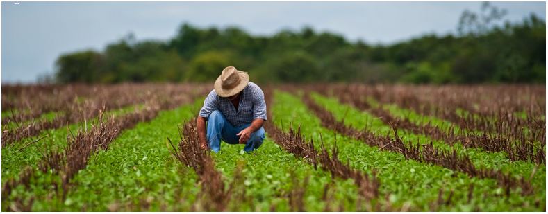 CNA Confederação da Agricultura e Pecuária do Brasil.docx